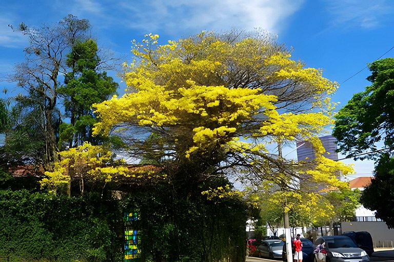 Vila Madalena/Alto de Pinheiros Premium Panorâmico